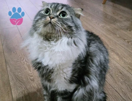 Scotih Fold Longhair Erkek Kedime Eş Arıyorum
