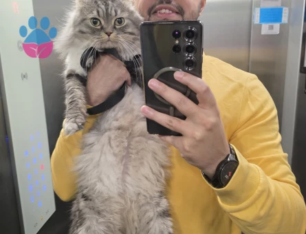 Scotih Fold Longhair Erkek Kedime Eş Arıyorum