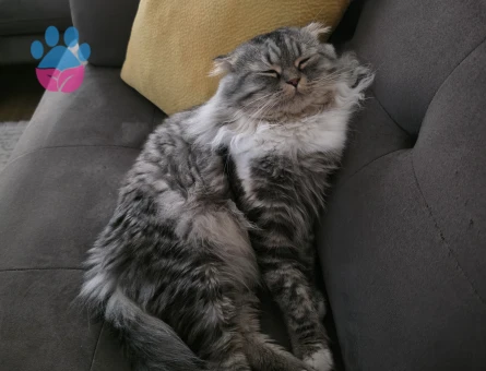 Scotih Fold Longhair Erkek Kedime Eş Arıyorum