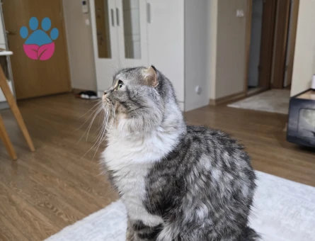 Scotih Fold Longhair Erkek Kedime Eş Arıyorum