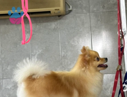 Poomeranian Boo Çiftleştirme ilanı kızımıza eş arıyoruz