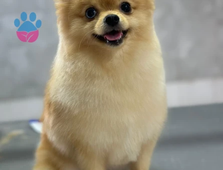 Poomeranian Boo Çiftleştirme ilanı kızımıza eş arıyoruz