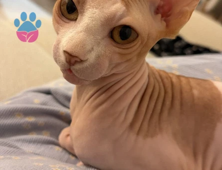 Sfenks 16 Aylık Kedime Eş Arıyorum