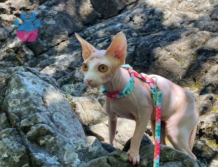 Sfenks 16 Aylık Kedime Eş Arıyorum