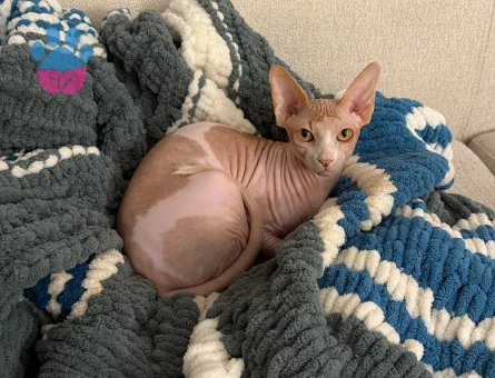 Sfenks 16 Aylık Kedime Eş Arıyorum