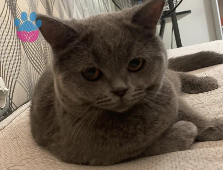 British Shorthair 3 Yaşında Eş Arıyor