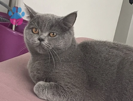 British Shorthair 3 Yaşında Eş Arıyor