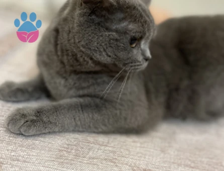 British Shorthair 3 Yaşında Eş Arıyor