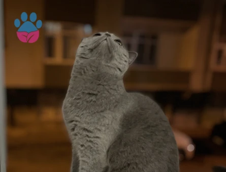 British Shorthair 3 Yaşında Eş Arıyor