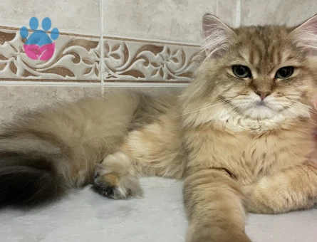 British longhair Oğlumuza eş arıyoruz