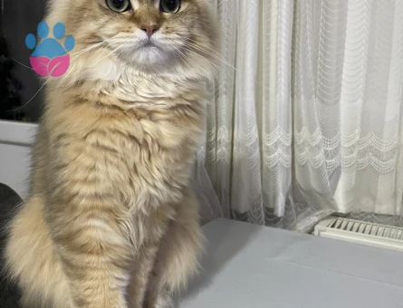 British longhair Oğlumuza eş arıyoruz