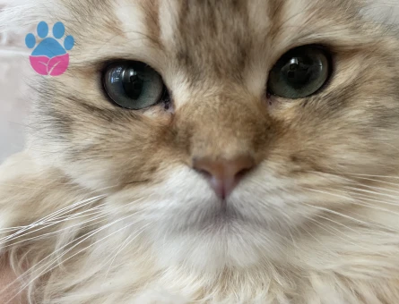 British longhair Oğlumuza eş arıyoruz