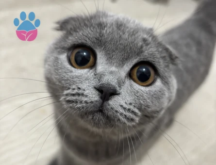 10 aylık kızıma eş arıyorum