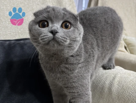 10 aylık kızıma eş arıyorum