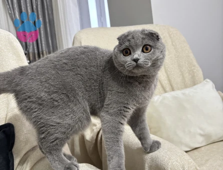 10 aylık kızıma eş arıyorum