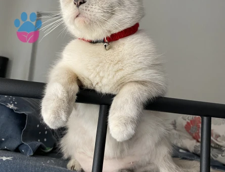 Biritsh shorthair kedim kızgınlıkta