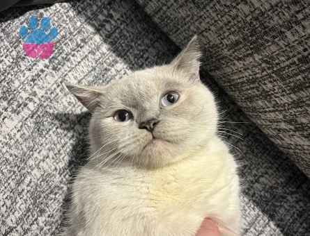 Biritsh shorthair kedim kızgınlıkta