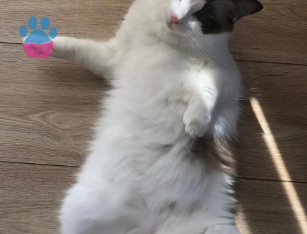 DİŞİ RAGDOLL KEDİMİZE EŞ ARIYORUZ.