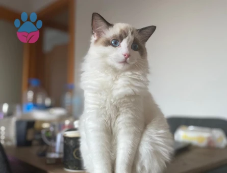 DİŞİ RAGDOLL KEDİMİZE EŞ ARIYORUZ.