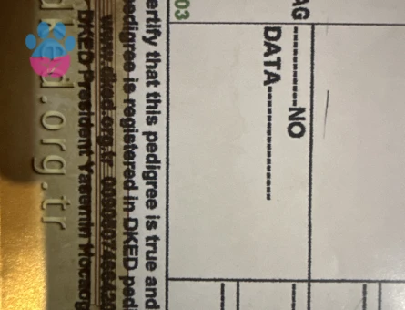 DİŞİ RAGDOLL KEDİMİZE EŞ ARIYORUZ.