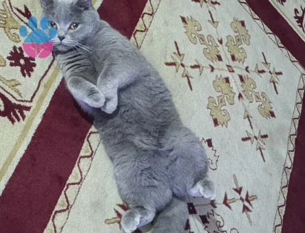 British Shorthair 1 Yaşında Eş Arıyor