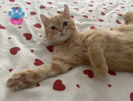 British Sarman Kedime Eş Arıyorum