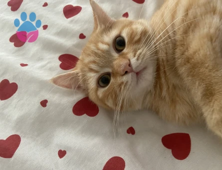 British Sarman Kedime Eş Arıyorum