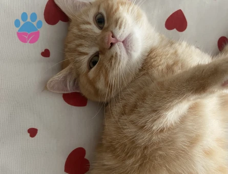 British Sarman Kedime Eş Arıyorum