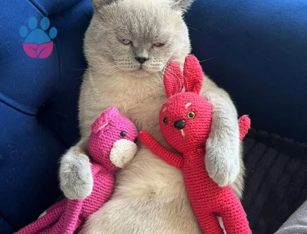 1.5 yaşındaki oğlumuz için eş arıyoruz