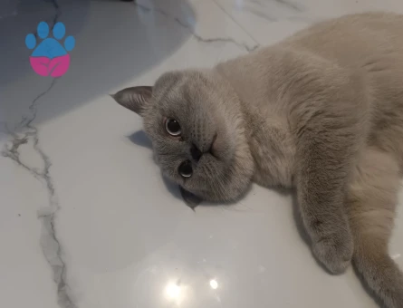 1.5 yaşındaki oğlumuz için eş arıyoruz