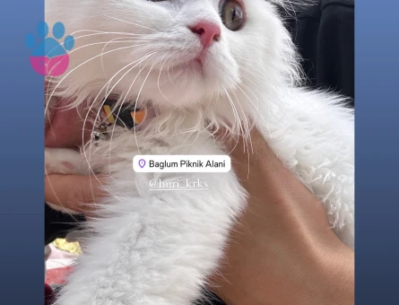 Scottish Fold 11 Aylık Kedim Eş Arıyor