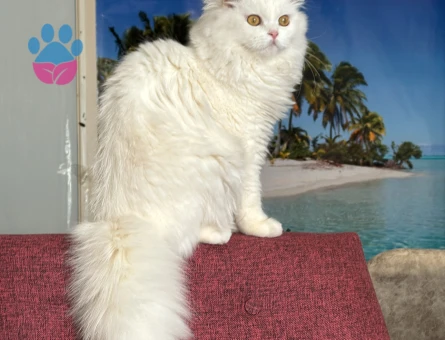 Scottish Fold 11 Aylık Kedim Eş Arıyor