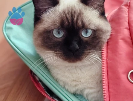 Britis blue point Marsımız'a Eş Arıyoruz