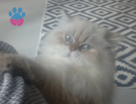 Erkek Himalayan Kedime Eş Arıyoruz