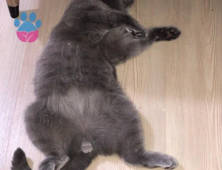 British Shorthair Gelin Adayı Arıyorum
