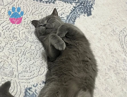 British Shorthair Gelin Adayı Arıyorum