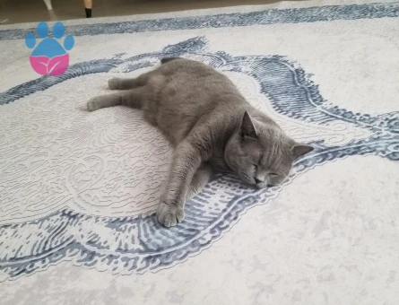 British Shorthair Gelin Adayı Arıyorum