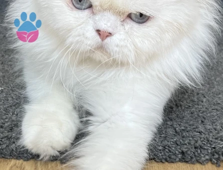 İran Kedisi Maviş gözlü oğlum Eş Arıyor