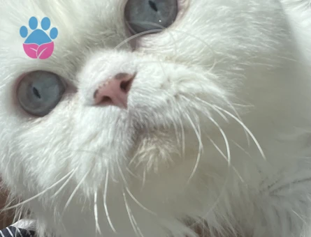 İran Kedisi Maviş gözlü oğlum Eş Arıyor