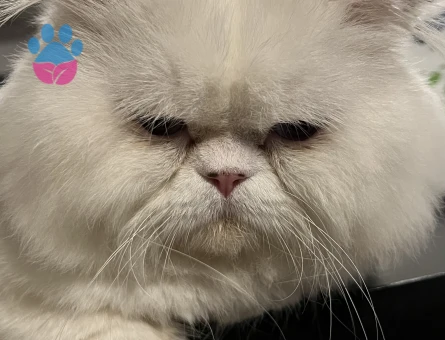 İran Kedisi Maviş gözlü oğlum Eş Arıyor