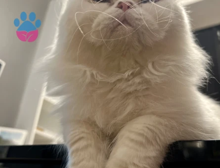 İran Kedisi Maviş gözlü oğlum Eş Arıyor