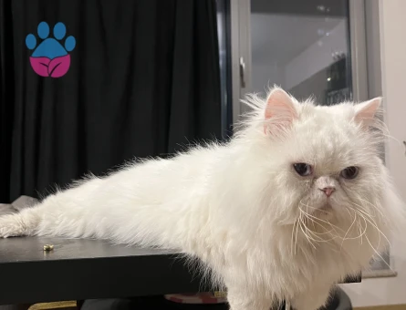 İran Kedisi Maviş gözlü oğlum Eş Arıyor