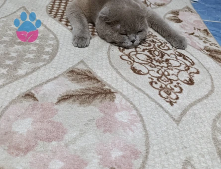 Scottish Fold Kedime Eş Arıyorum