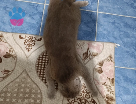 Scottish Fold Kedime Eş Arıyorum