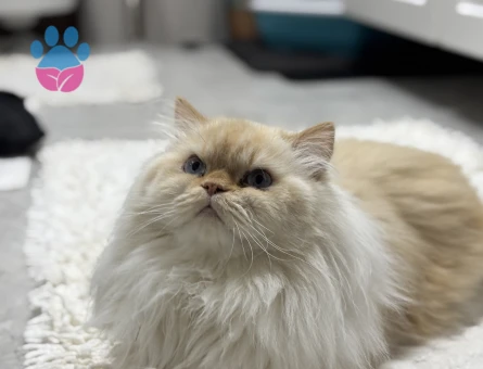 Chinchilla 5 Yaşında Boncuk Bey Eş Arıyor