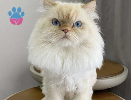 Chinchilla 5 Yaşında Boncuk Bey Eş Arıyor