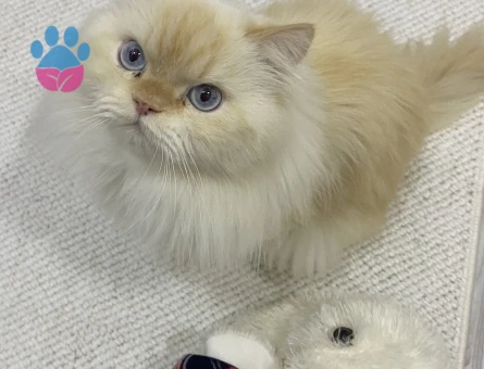 Chinchilla 5 Yaşında Boncuk Bey Eş Arıyor