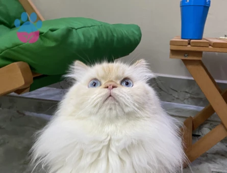 Chinchilla 5 Yaşında Boncuk Bey Eş Arıyor