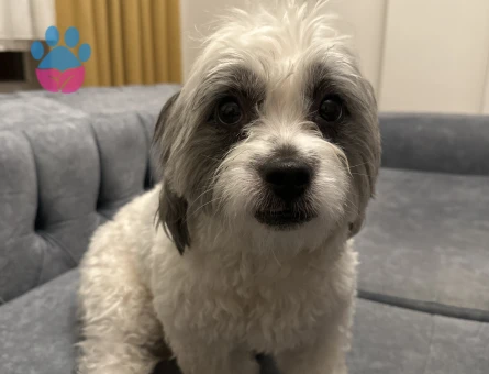 Maltese Terrier 2 Yaşında Eş Arıyor Kızgınlıkta