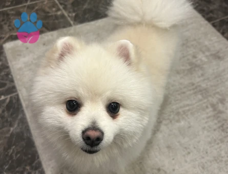 Pomarian Boo köpeğinize eş Arıyoruz
